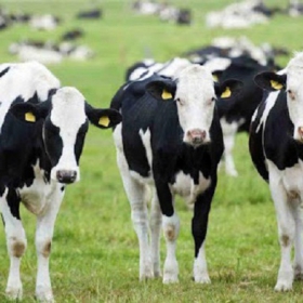 Nguyên liệu bơ sữa Hoa Kỳ: lợi thế cho sự đổi mới và phát triển bền vững