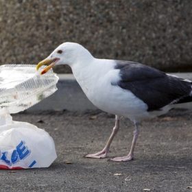 Vì sao Mỹ quyết liệt cấm chai, túi, thìa dĩa nhựa tại các công viên?